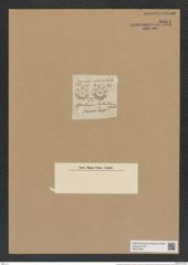 Asterolampra rylandsiana Grev. (de-Toni-Nr.: Genus 235, Species 5676) Zeichnungen Sammlung Grunow Nr. 9664 (NHMW-BOT-W0379597)
